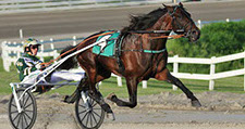 Picture of World Champion and 2-year-old Trotting Colt of the Year Father Patrick