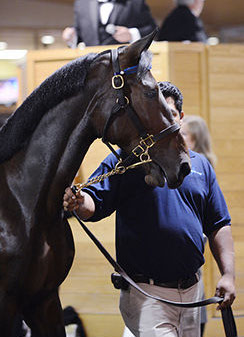 Picture of a Katz-Libfeld yearling consigned by Hunterton Sales Agency